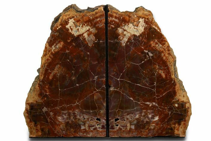 Tall Arizona Petrified Wood Bookends - Red and Purple #338262